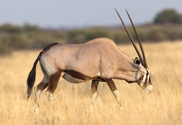 Kalahári Sivatagban Botswana Gyönyörű Oryx — Stock Fotó