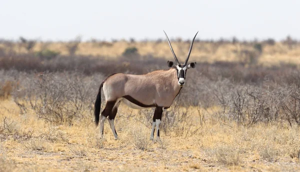Krásný Oryx Poušti Kalahari Botswana — Stock fotografie