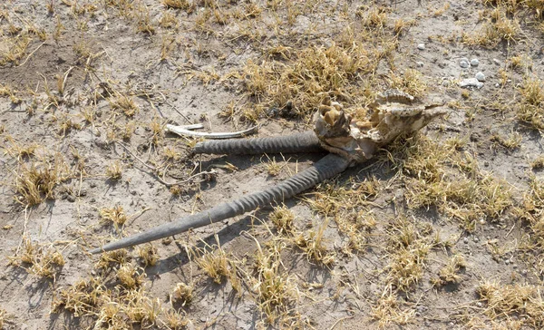 Muerte Desierto Cráneo Antílope Oryx Gemsbok Kalahari —  Fotos de Stock