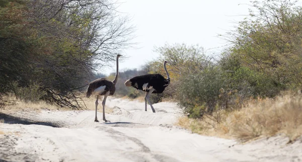 Struś Dorosły Spacerujący Kalahari Botswana — Zdjęcie stockowe