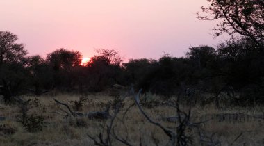 Pembe günbatımı Makgadikgadi tava, Botsvana