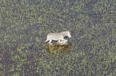 Vahşi Afrika zebra Okavango delta - Botsvana - havadan görünümü