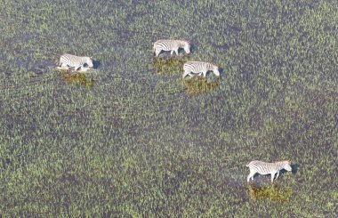 Vahşi Afrika zebra Okavango delta - Botsvana - havadan görünümü