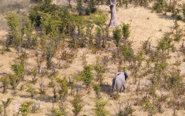 Elefanti Nel Delta Dell Okavango Botswana Ripresa Aerea — Foto Stock