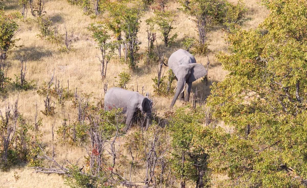 オカバンゴ デルタ ボツワナ 空中撮影の象 — ストック写真