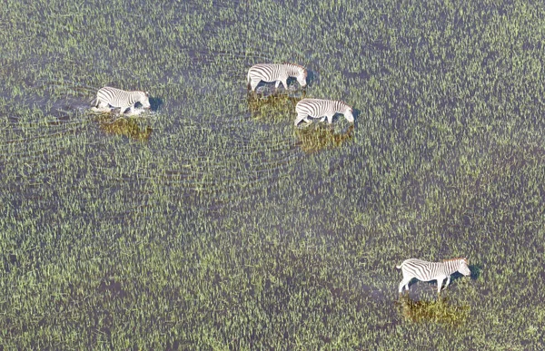 Divoké Africké Zebry Okavango Delta Botswana Letecký Pohled — Stock fotografie