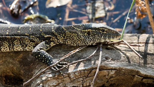 Portrait Wild Nile Monitor Varanus Niloticus Botswana — Stock Photo, Image