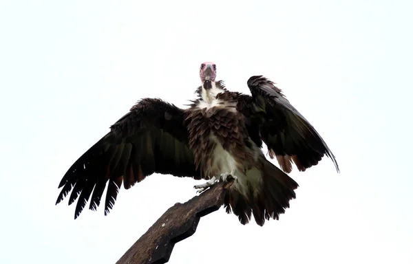 带帽秃鹰 Necrosyrtes Monachus 在冈比亚 选择性聚焦 — 图库照片