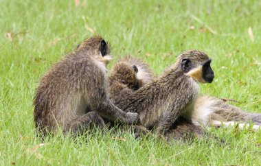 Yeşil vervet maymun çiftleşme, Gambiya için aşk yapmak (Chlorocebus pygerythrus)