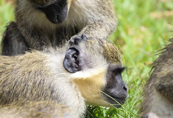 Zelená Opice Kočkodani Chlorocebus Pygerythrus Opice Prchající Gambie — Stock fotografie