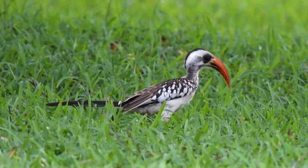 Czerwony Rozliczane Hornbill Tockus Erythrorhynchus Ziemi — Zdjęcie stockowe