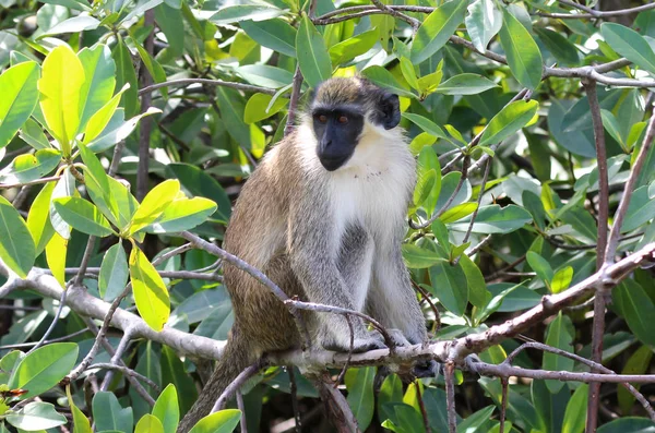 Πράσινο Vervet Μαϊμού Chlorocebus Pygerythrus Στην Γκάμπια — Φωτογραφία Αρχείου