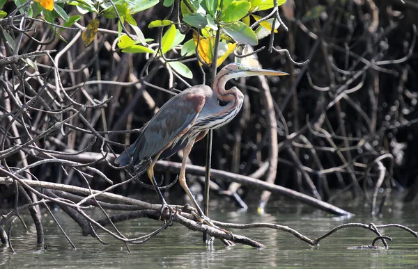 Purple Heron Ardea Purpurea Gambii Selektywny Fokus — Zdjęcie stockowe