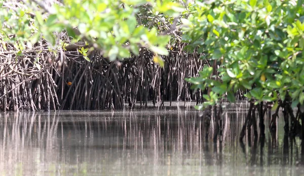 Bosque Denso Manglar Aguas Poco Profundas Gambia —  Fotos de Stock