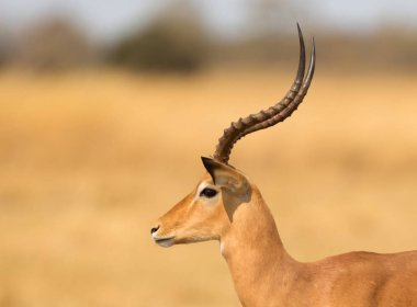 Kalahari 'de yürüyen ortak Impala (Aepyceros melampus)