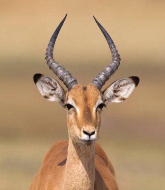 Kalahari 'de yürüyen ortak Impala (Aepyceros melampus)
