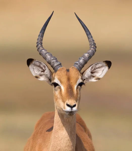 Звичайна Impala Aepyceros Melampus Ходить Калахарі — стокове фото