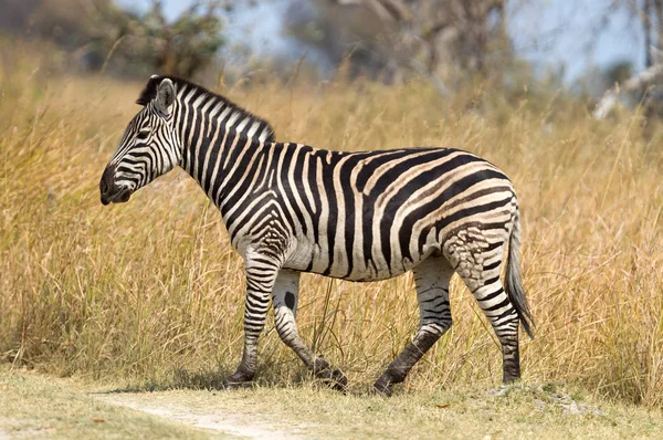 Damarský Zebra Equus Burchelli Antiquorum Botswaně — Stock fotografie