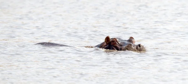 Adult Hippo Hippopotamus Amphibius Pool Botswana — Stock Photo, Image