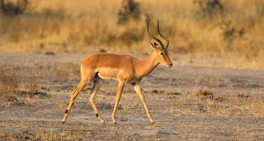 Kalahari 'de yürüyen ortak Impala (Aepyceros melampus)