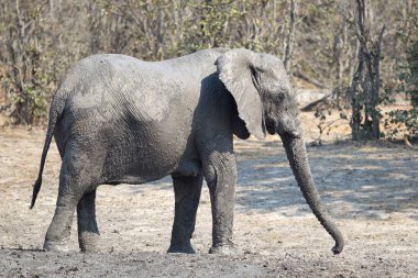Bir mudbath, Moremi - Botsvana alarak yetişkin fil