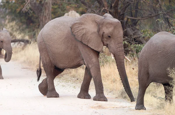 Rodzina Małego Słonia Przekraczania Jezdni Botswana — Zdjęcie stockowe