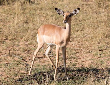 Kalahari 'de yürüyen ortak Impala (Aepyceros melampus)