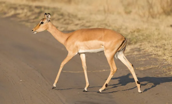 Impala Comum Aepyceros Melampus Caminhando Kalahari — Fotografia de Stock