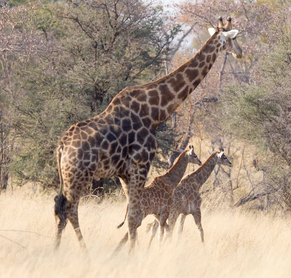 Felnőtt Zsiráf Két Fiatal Giraffa Camelopardalis Namíbiában — Stock Fotó