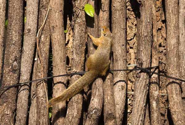 Esquilo Árvore Paraxerus Cepapi Uma Árvore — Fotografia de Stock