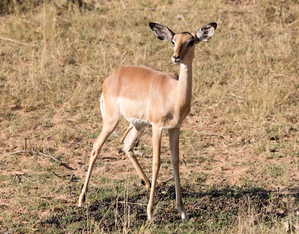 Wspólne Impala Aepyceros Melampus Chodzenie Kalahari — Zdjęcie stockowe