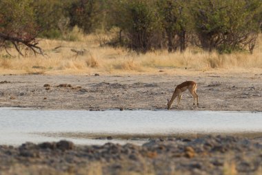 Ortak Impala (Aepyceros melampus)
