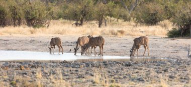 Sürüyü Kudu bir su birikintisinin içme