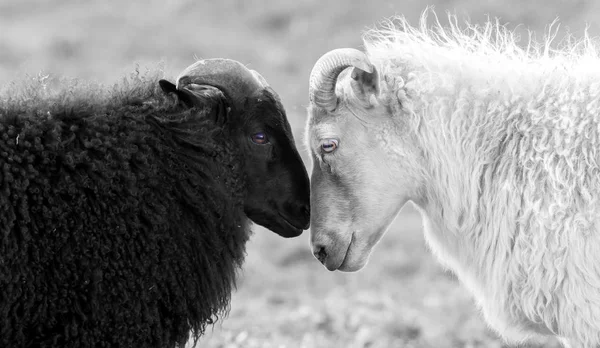 Svarta och vita fåren på bete — Stockfoto