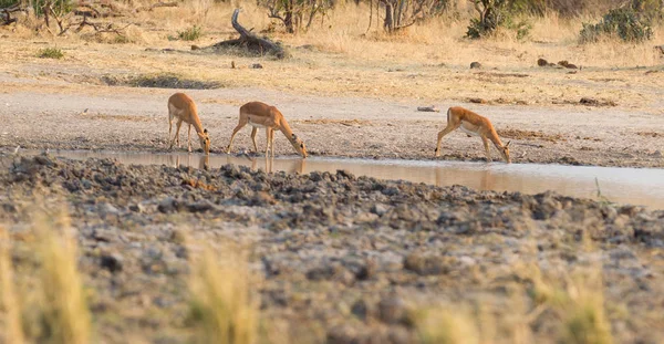 Frequentes Impala (Aepyceros melampus ) — Fotografia de Stock