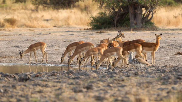 Frequentes Impala (Aepyceros melampus ) — Fotografia de Stock