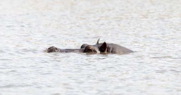 Adult hippo in a pool, Botswana — Stock Photo, Image