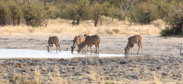 Manada de Kudu bebendo em um poço — Fotografia de Stock