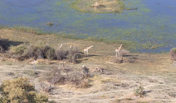Girafa adulta no Botsuana, vista aérea — Fotografia de Stock
