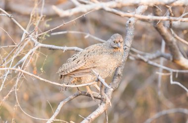 Botsvana 'da bir ağaçta kırmızı gagalı frankolin (pternistis adspersus)