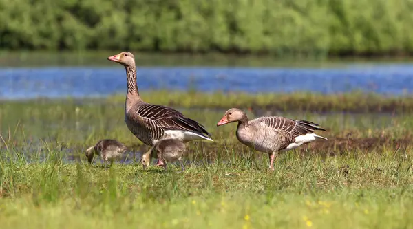 Goose Two Goslings Green Meadow Anser Anser — Stock Photo, Image