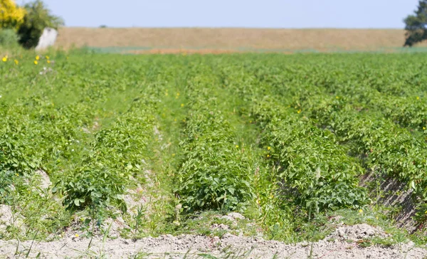 Landbouw Enorm Groen Veld Nederland Selectieve Focus — Stockfoto