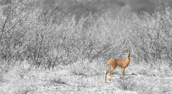 Bushbuck Botswana Standing Alone Selective Focus — Stock Photo, Image