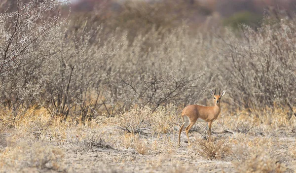 Bushbuck Botswana Standing Alone Selektywne Ukierunkowanie — Zdjęcie stockowe