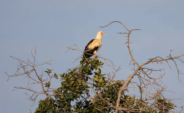 Palm Nut Vulture His Roosting Place Gambia — Stock Photo, Image