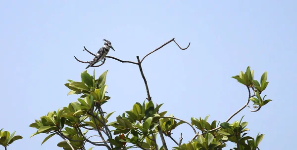 Pied Kingfisher Sentado Uma Árvore Com Vista Para Sua Área — Fotografia de Stock