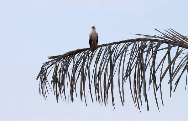 Palmnoot Gier Zijn Rustplaats Gambia — Stockfoto