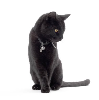 Kara kedi aşağı bakmak beyaz bir arka plan üzerinde izole