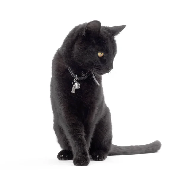 黑猫孤立在白色的背景 向下看 — 图库照片