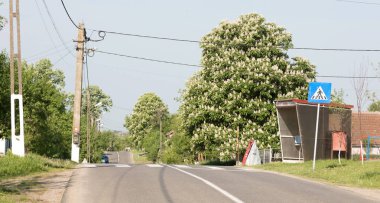 Zebra Romanya 'da bir köyden geçiyor